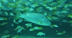 Lutjanus novemfasciatus