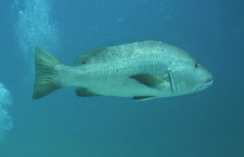 Pacific Cubera Snapper