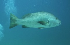 Lutjanus novemfasciatus