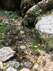 Vaucheria canalicularis