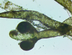 Vaucheria canalicularis