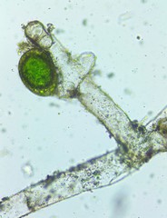 Vaucheria canalicularis