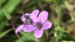 Diptera