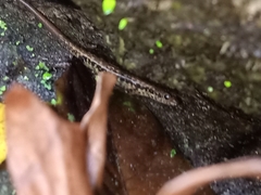 Sphenomorphus scotophilus