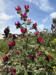 Echium creticum