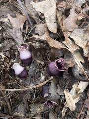 Hexastylis rhombiformis