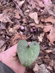 Hexastylis rhombiformis