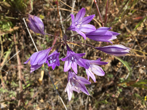 iNaturalist observation photo of Ithuriel's Spear