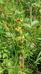 Ophrys sphegodes cretensis
