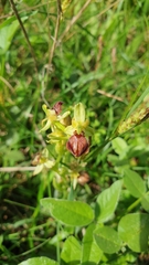 Ophrys sphegodes cretensis