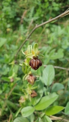 Ophrys sphegodes cretensis