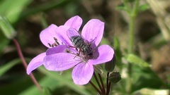 Diptera