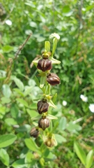 Ophrys sphegodes cretensis