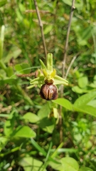 Ophrys sphegodes cretensis