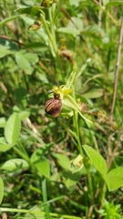 Ophrys sphegodes cretensis