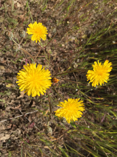 iNaturalist observation photo of Lettuce, Chicory, Dandelion and Salsify Tribe