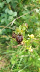 Ophrys sphegodes cretensis