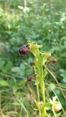 Ophrys sphegodes cretensis