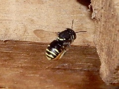 Anthidiellum ramakrishnae