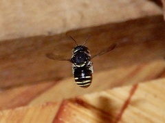 Anthidiellum ramakrishnae