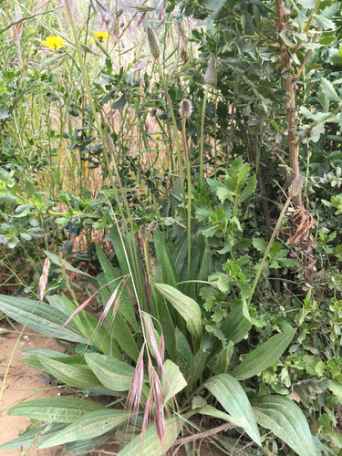 iNaturalist observation photo of ribwort plantain
