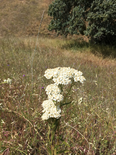 iNaturalist observation photo of common yarrow