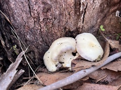 Omphalotus nidiformis