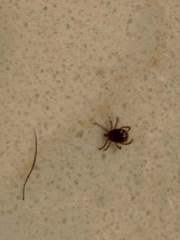 Parasitiformes