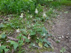 Phyteuma spicatum spicatum