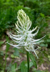 Phyteuma spicatum spicatum