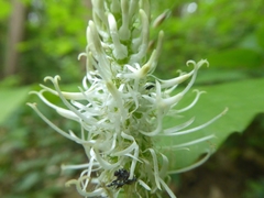 Phyteuma spicatum spicatum