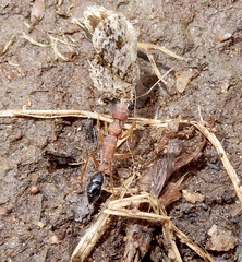 Harpegnathos saltator