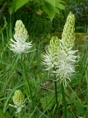 Phyteuma spicatum spicatum