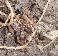Harpegnathos saltator
