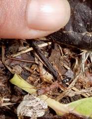 Harpegnathos saltator