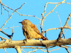Cichladusa ruficauda