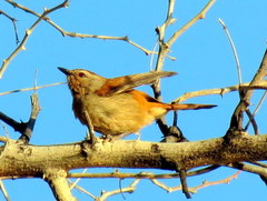 Cichladusa ruficauda