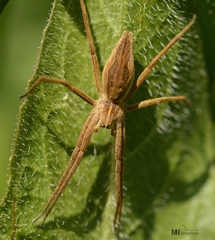 Pisaura mirabilis