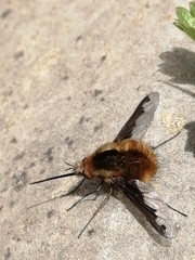 Bombylius major