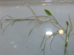 Potamogeton octandrus