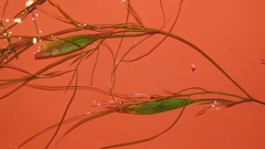 Potamogeton octandrus