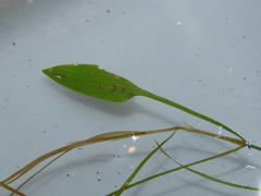Potamogeton octandrus