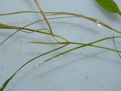 Potamogeton octandrus