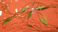 Potamogeton octandrus