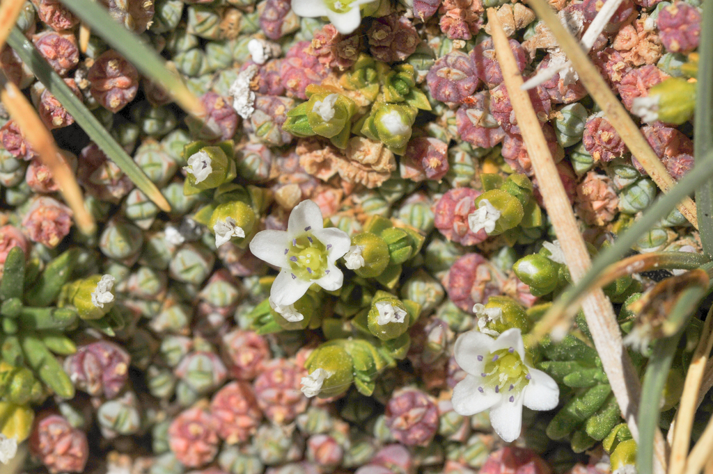 Arenaria rivularis (Arenaria rivularis)