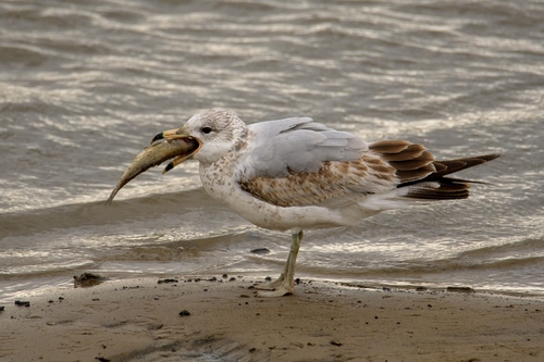 Ring-billed Gull photographed in Delaware