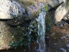 Vaucheria fontinalis