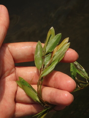 Potamogeton octandrus
