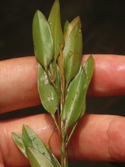 Potamogeton octandrus