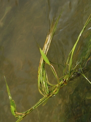 Potamogeton octandrus